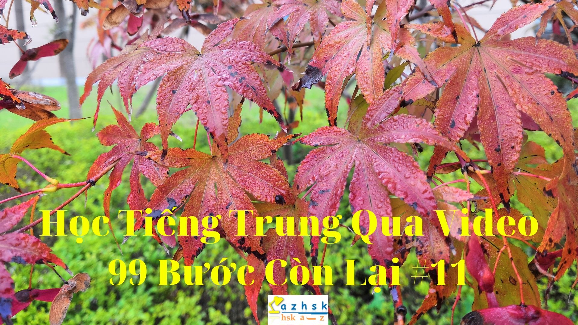 Học Tiếng Trung Qua Video - 99 Bước Còn Lại #11